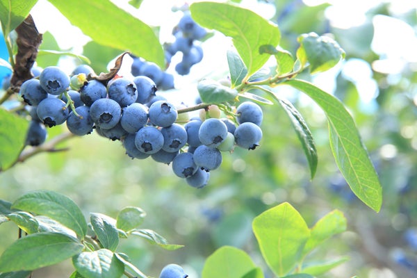 『旬のサクランボ&無農薬栽培ブルーベリーのダブル狩り食べ放題!旬を迎えた果実を堪能!南信州フルーツ大満喫』【名古屋駅出発】2